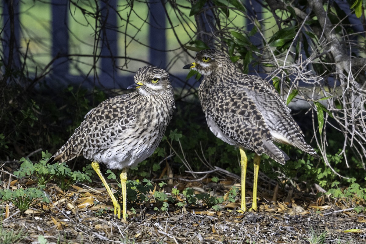 Spotted Thick-knee - ML621225448