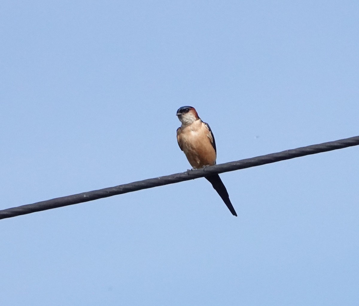 Red-rumped Swallow - ML621225456