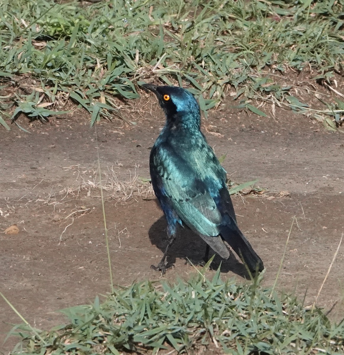 Greater Blue-eared Starling - ML621225462