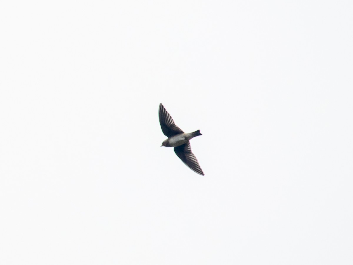Northern Rough-winged Swallow - ML621225470