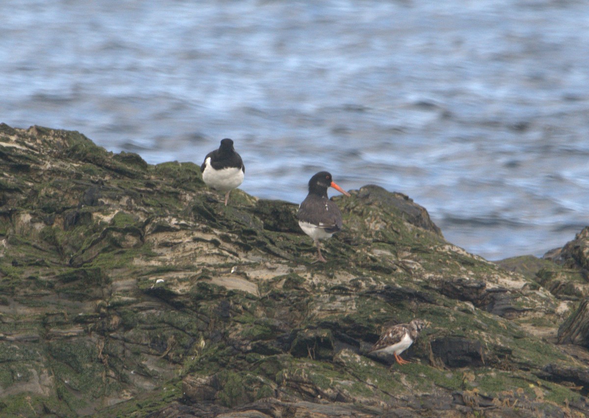 Eurasian Oystercatcher - ML621225479