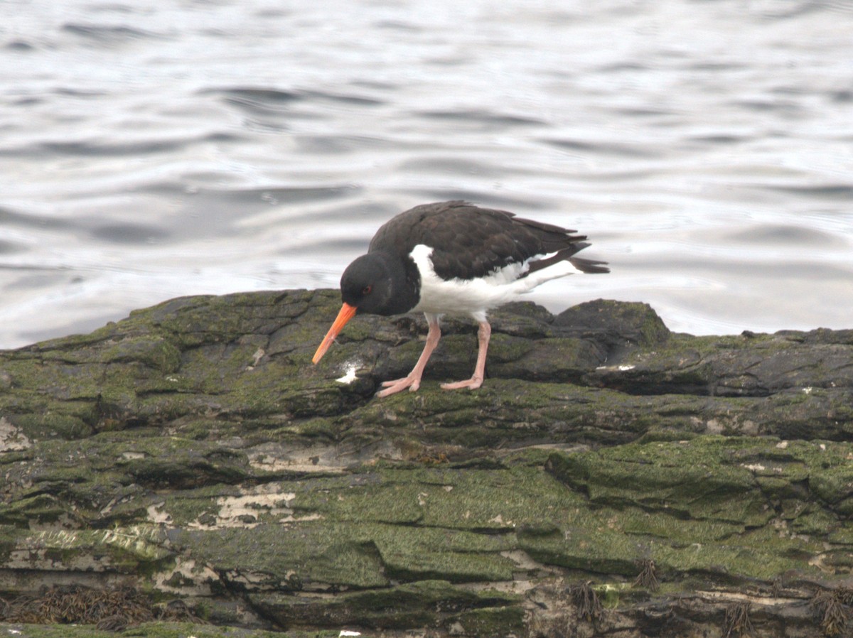 Eurasian Oystercatcher - ML621225480