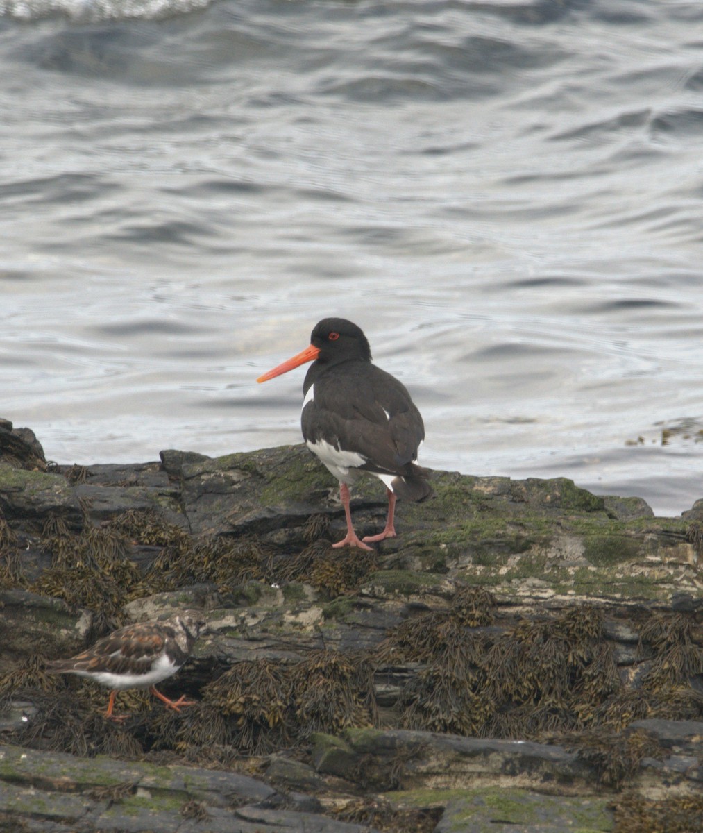 Eurasian Oystercatcher - ML621225482