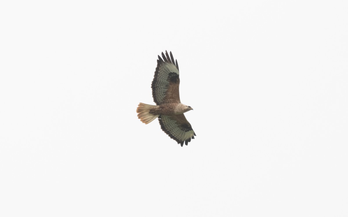 Long-legged Buzzard - ML621225502