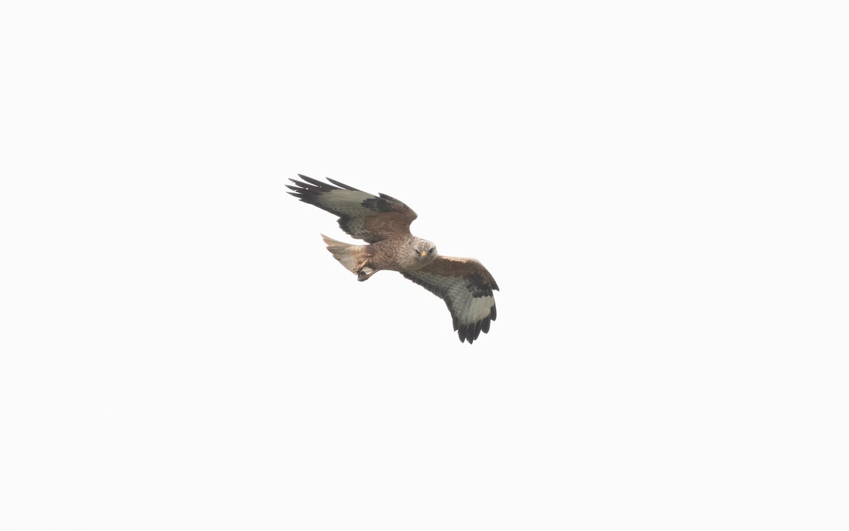 Long-legged Buzzard - ML621225508