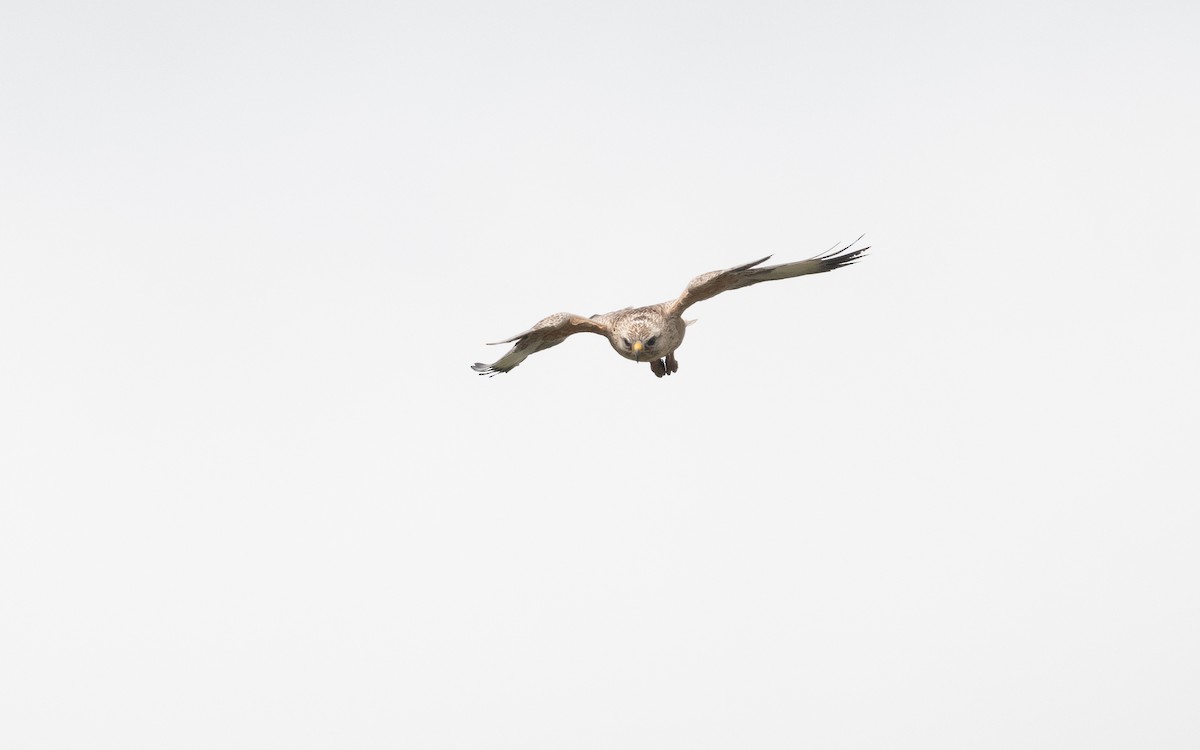 Long-legged Buzzard - ML621225509