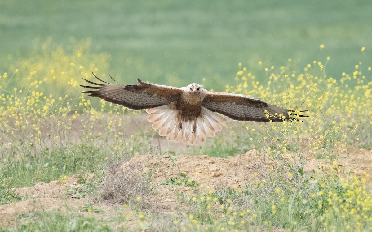 Long-legged Buzzard - ML621225520