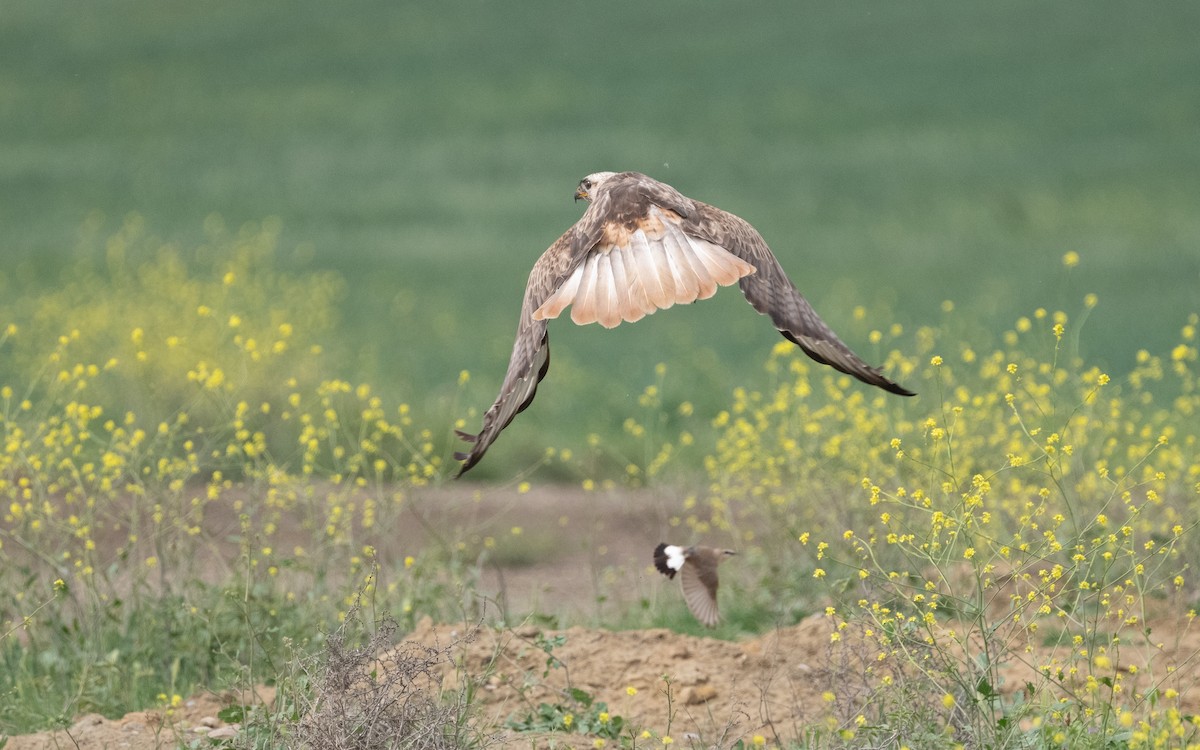 Long-legged Buzzard - ML621225526