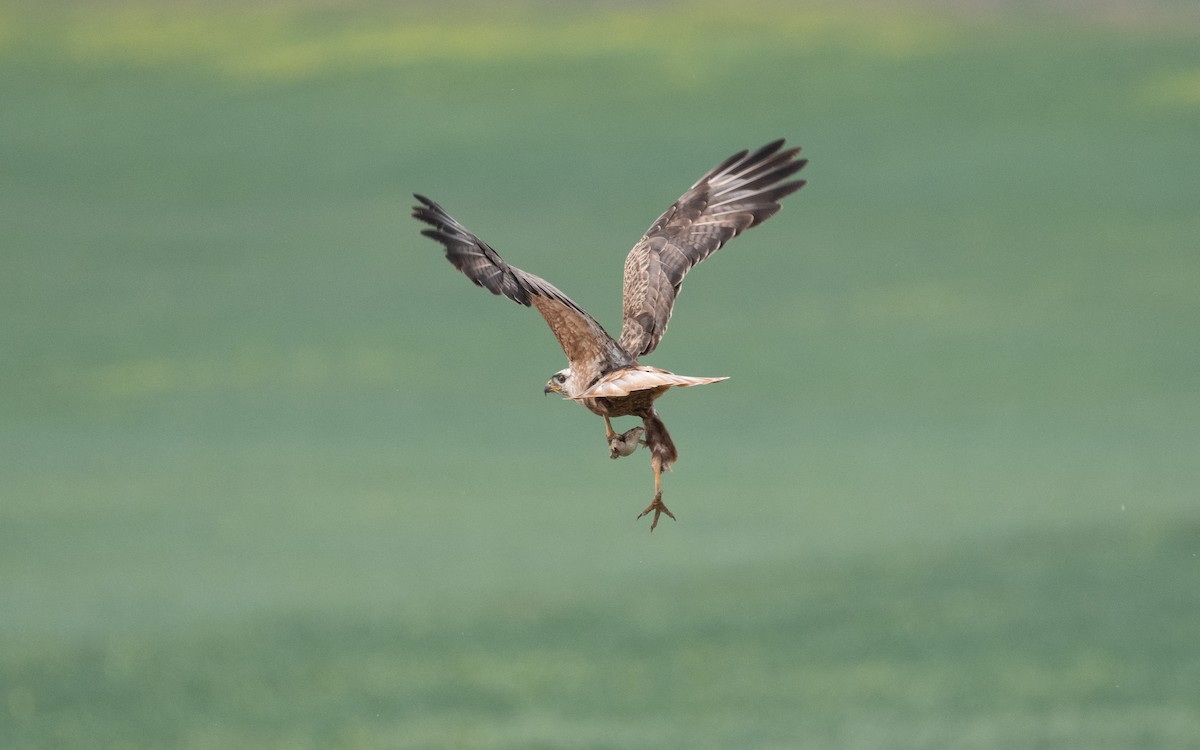 Long-legged Buzzard - ML621225530