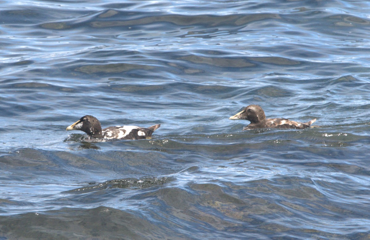 Common Eider - ML621225555