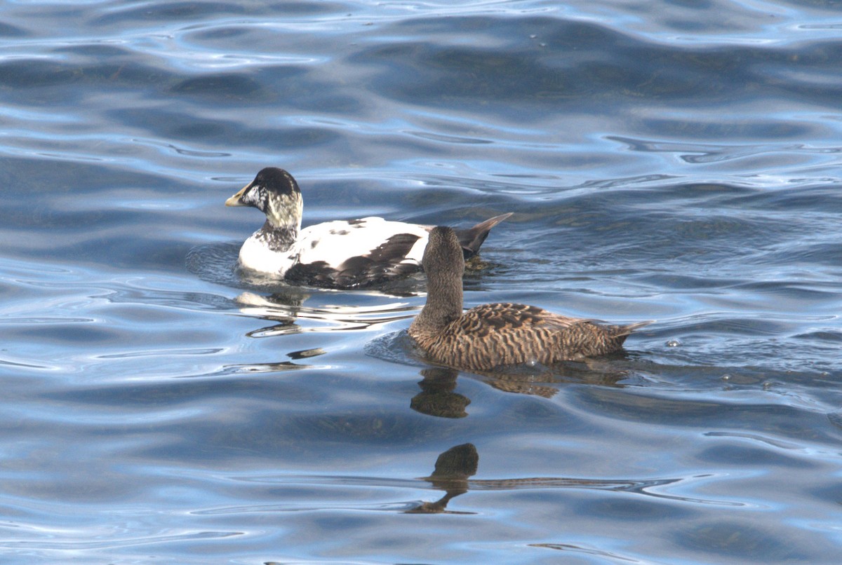 Common Eider - ML621225556