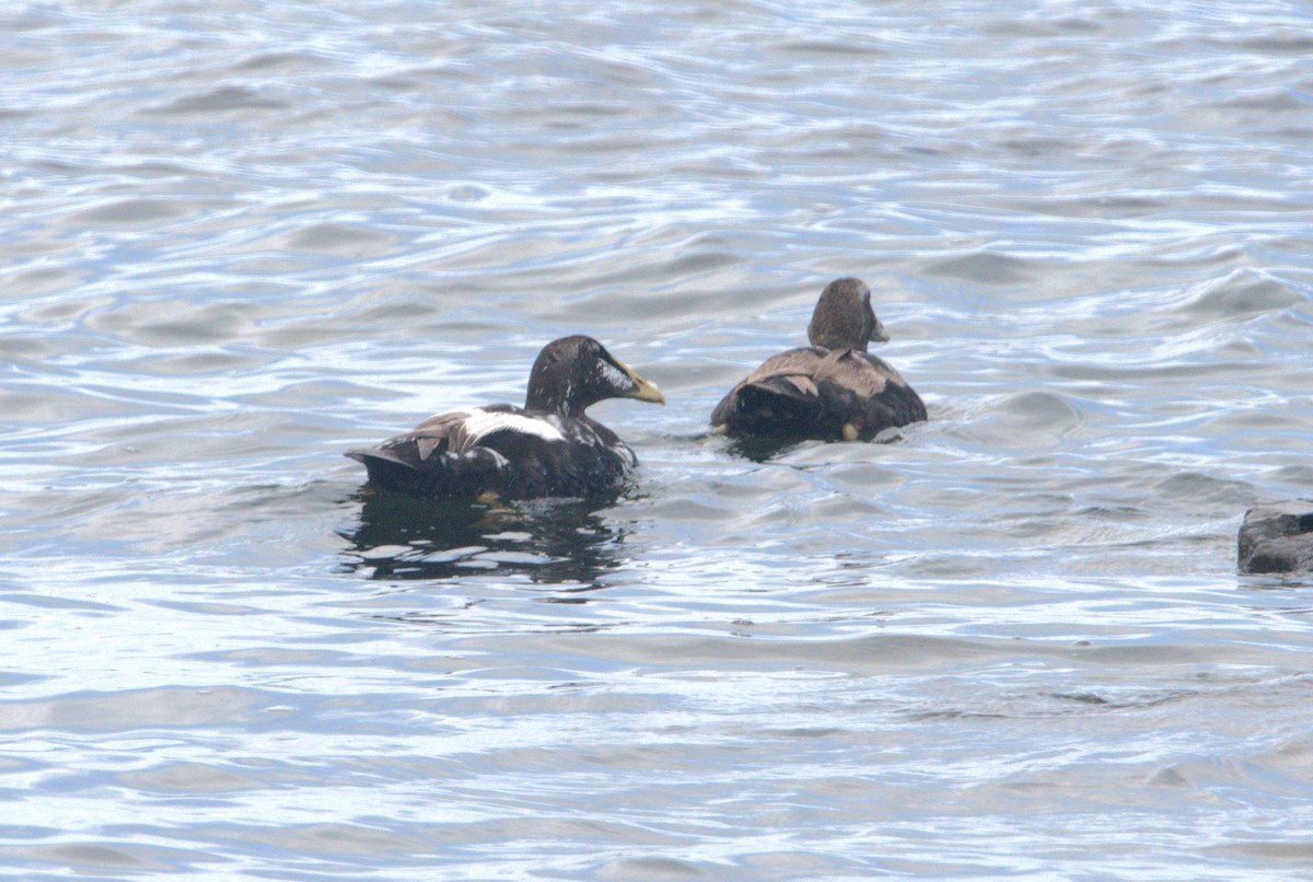 Common Eider - ML621225557