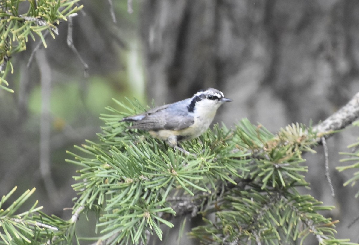 Red-breasted Nuthatch - ML621225578