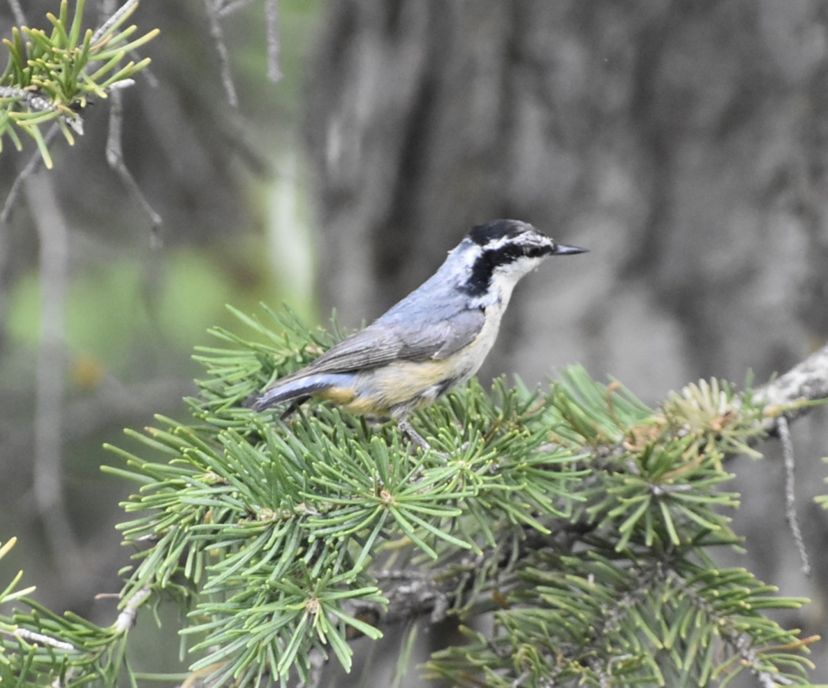 Red-breasted Nuthatch - ML621225579