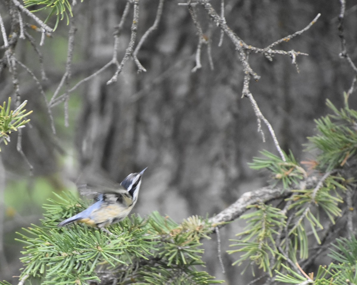 Red-breasted Nuthatch - ML621225582