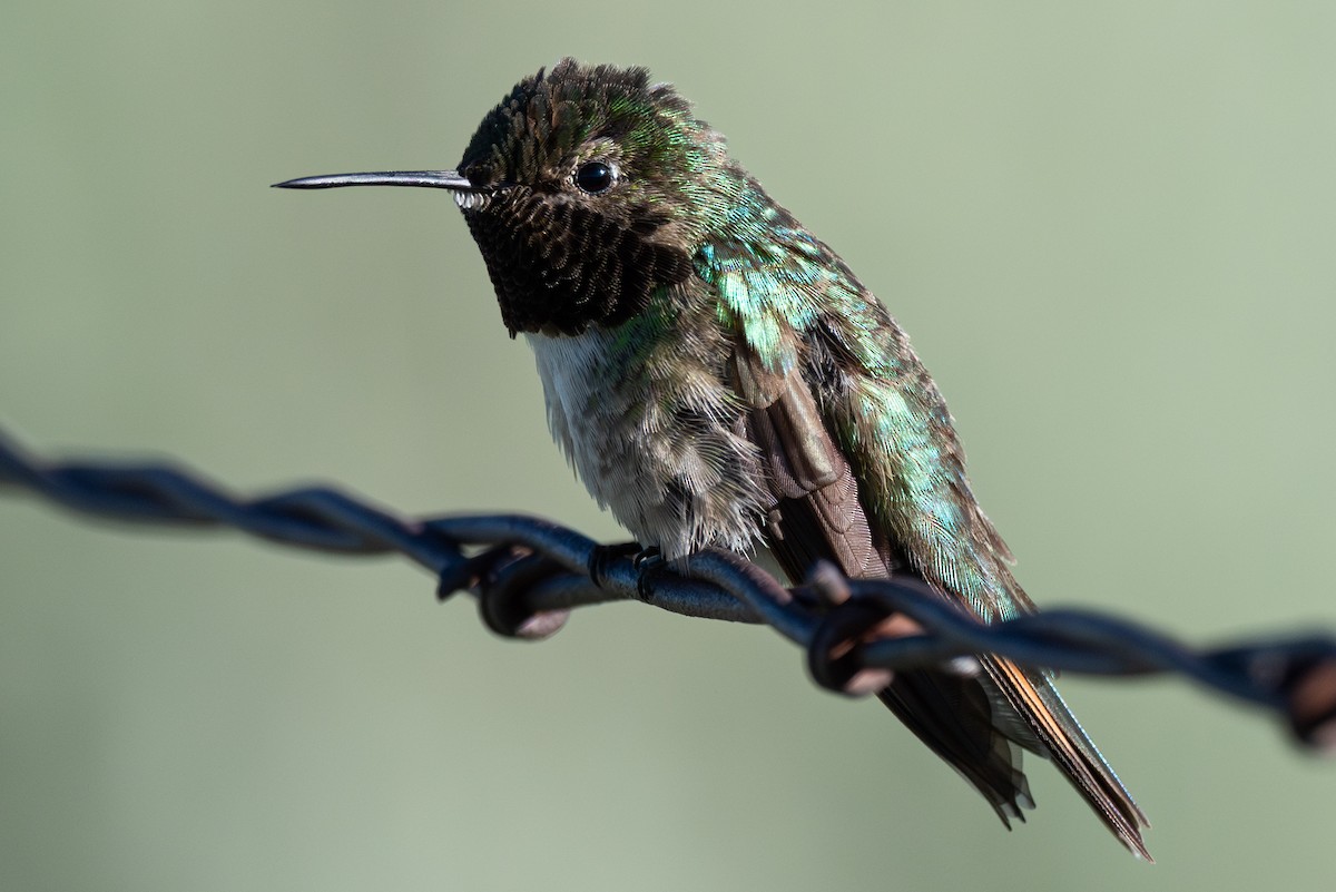 Broad-tailed Hummingbird - ML621225587