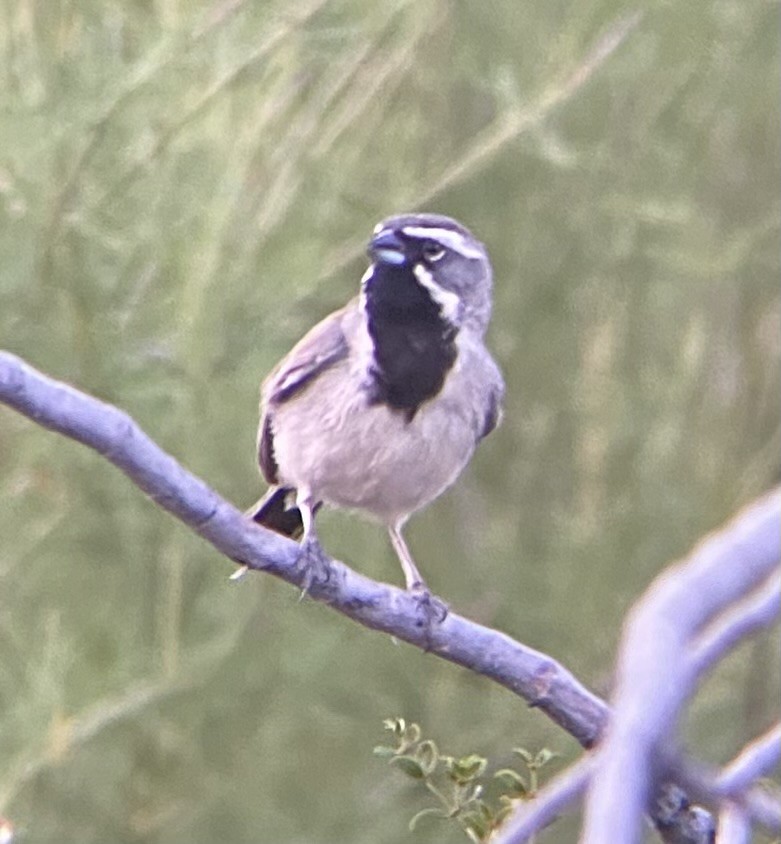 Black-throated Sparrow - ML621225605