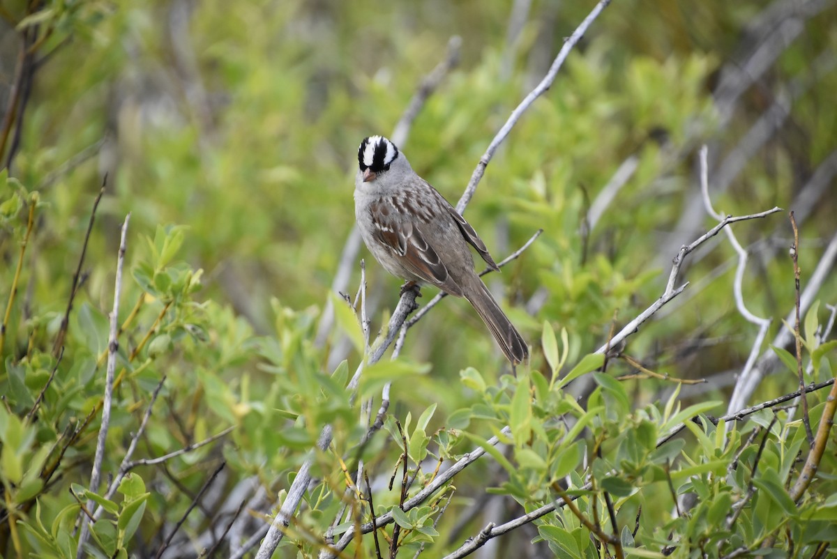 White-crowned Sparrow - ML621225617