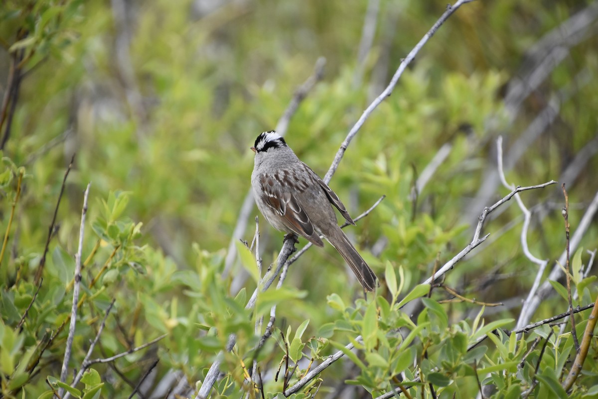 White-crowned Sparrow - ML621225618