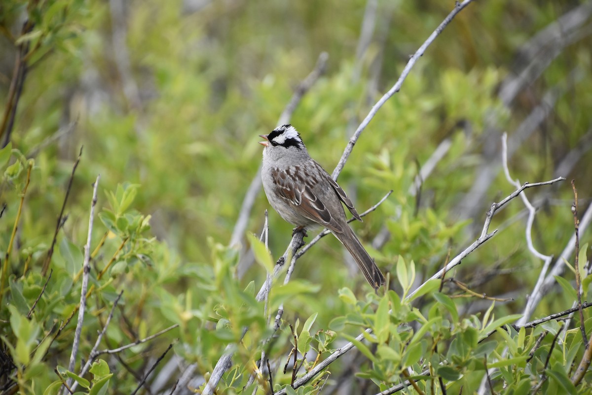 White-crowned Sparrow - ML621225619