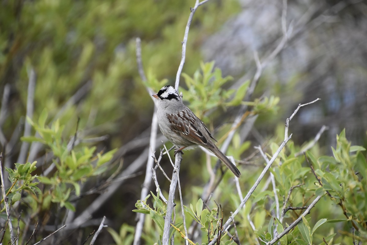 White-crowned Sparrow - ML621225620