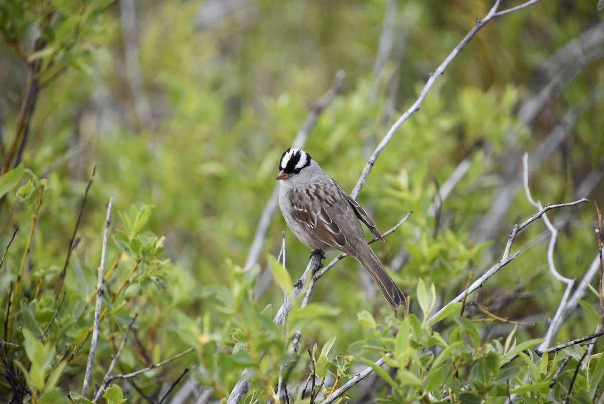 White-crowned Sparrow - ML621225621