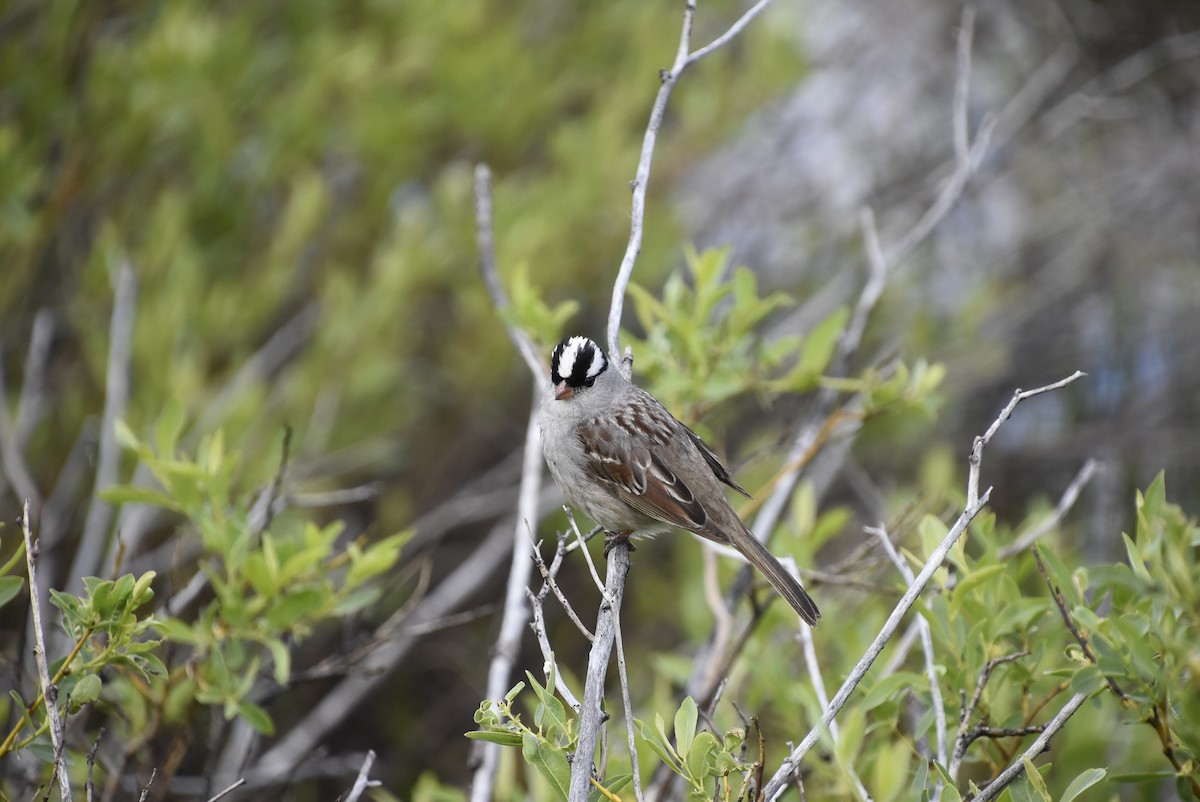 White-crowned Sparrow - ML621225622