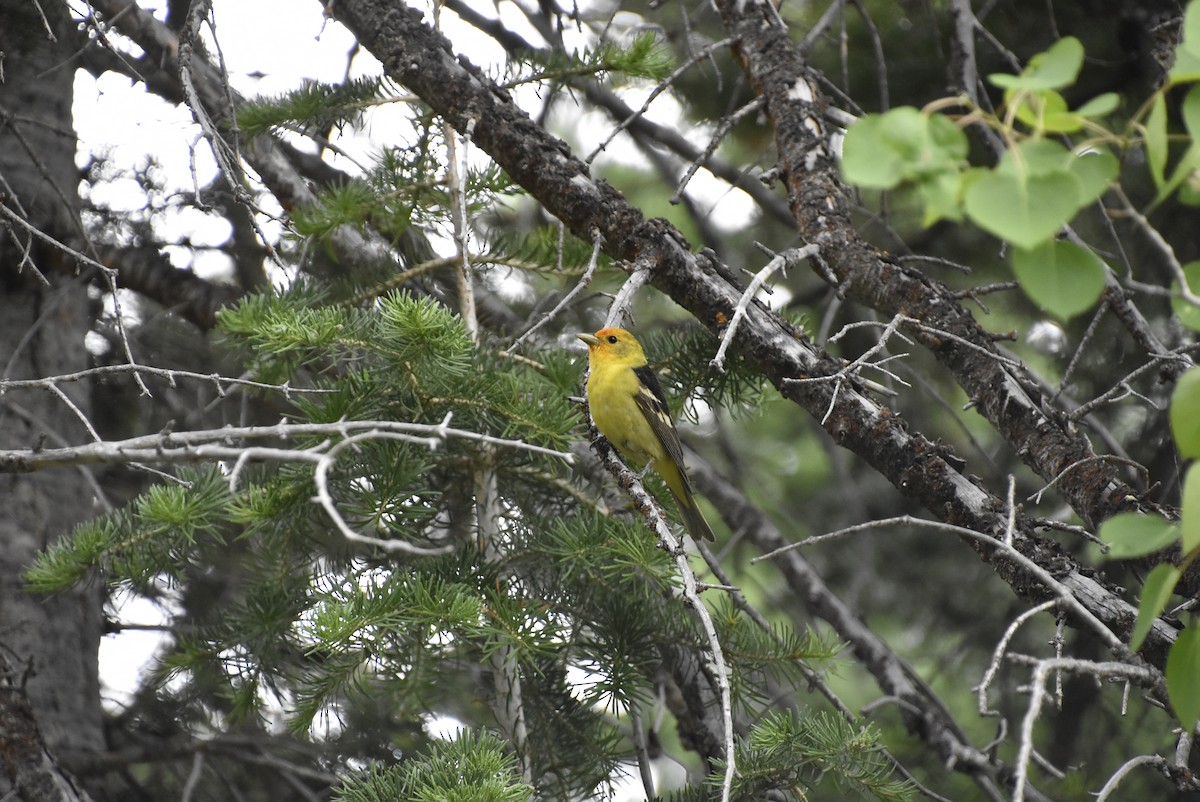 Western Tanager - ML621225631