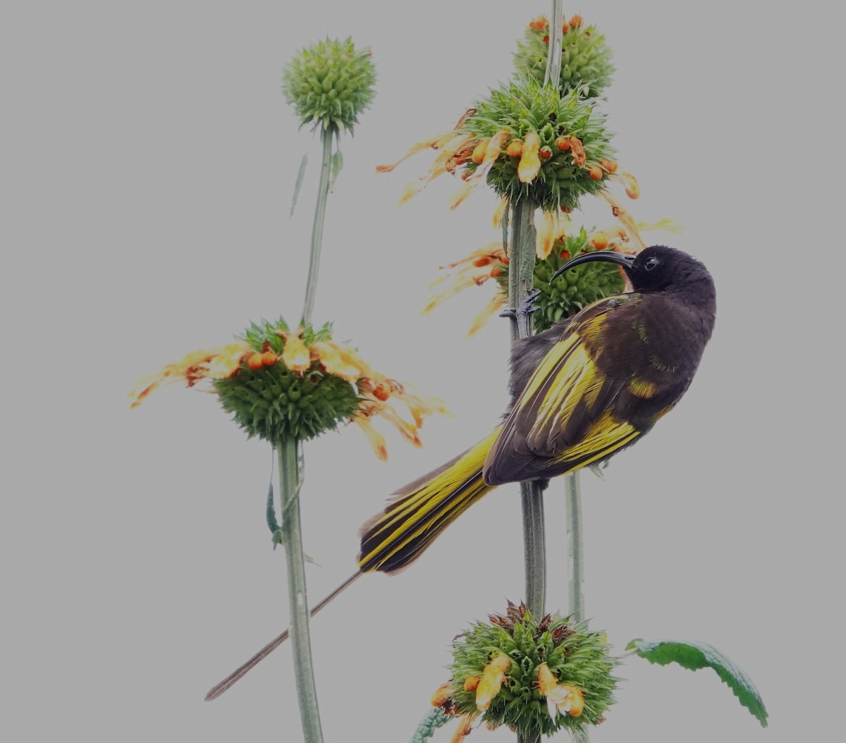 Golden-winged Sunbird - ML621225636