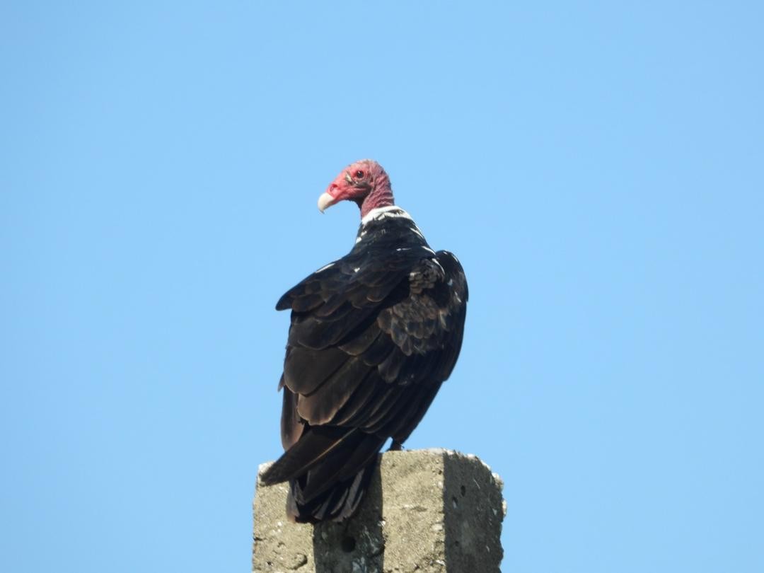 Turkey Vulture - ML621225639