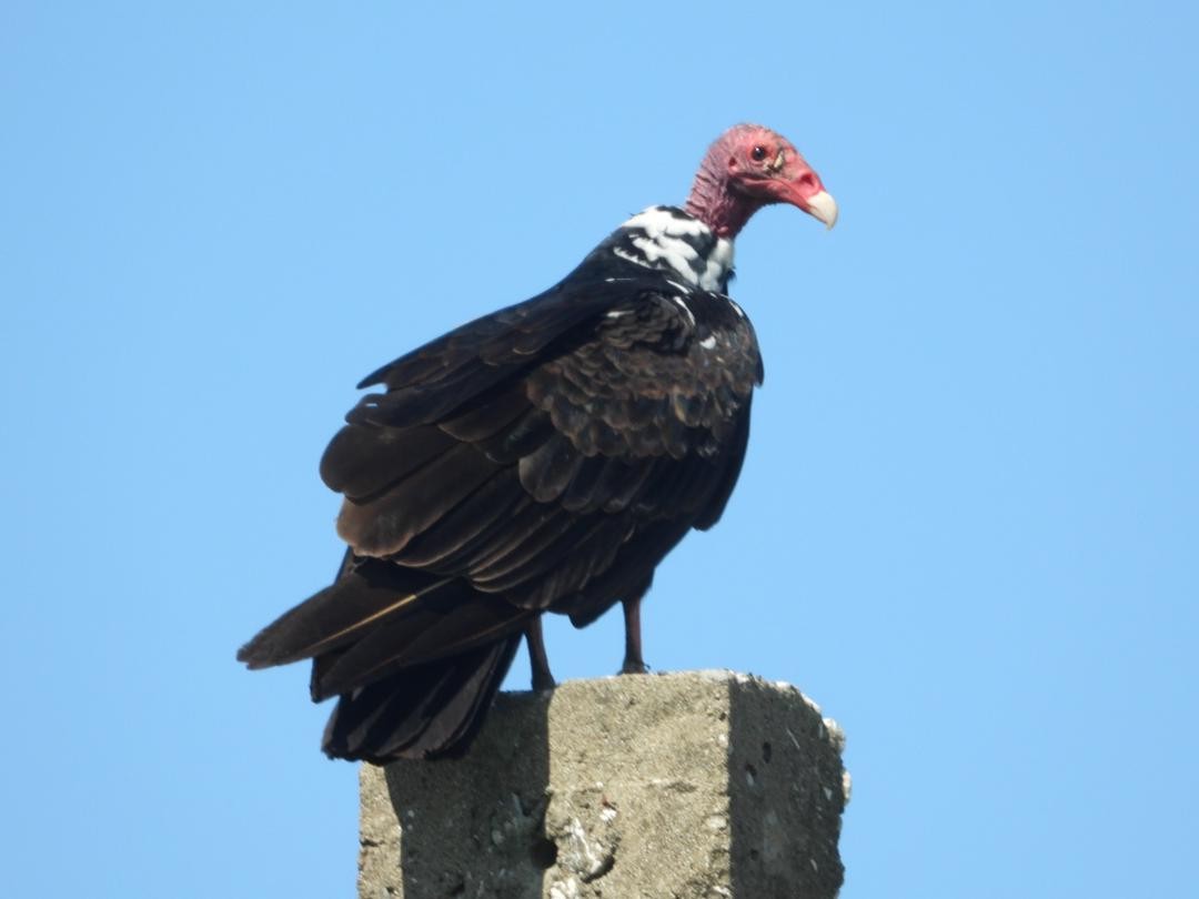 Turkey Vulture - ML621225640