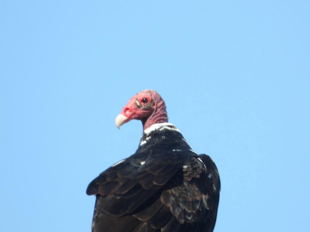 Turkey Vulture - ML621225641