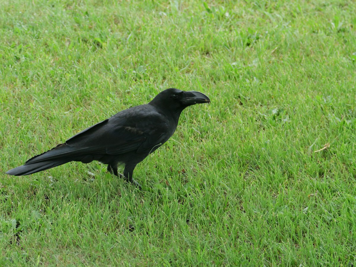 Large-billed Crow - ML621225652