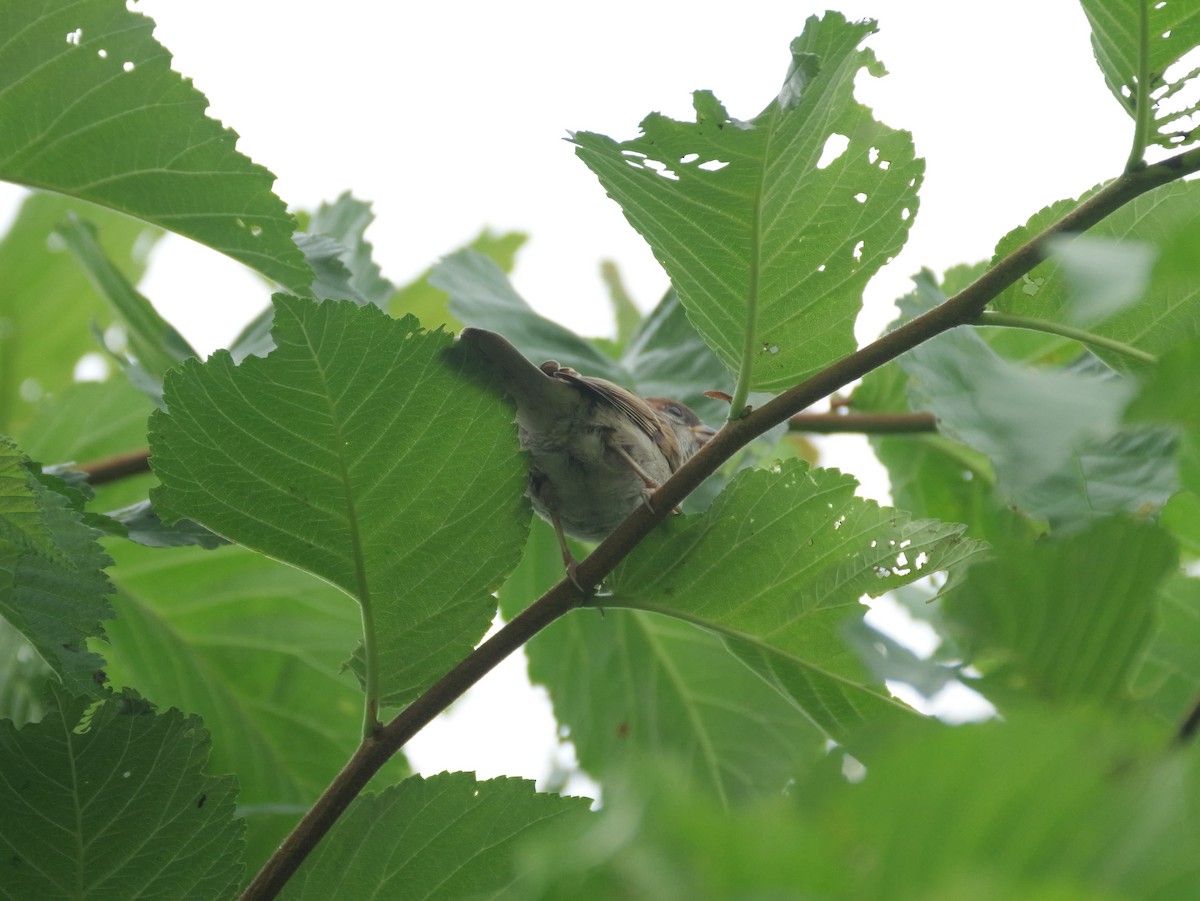 Eurasian Tree Sparrow - ML621225660