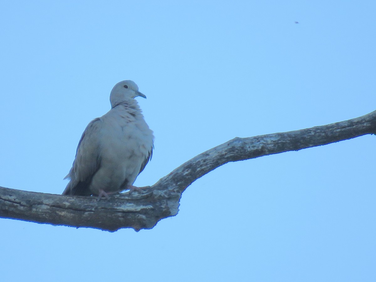 Eurasian Collared-Dove - ML621225694