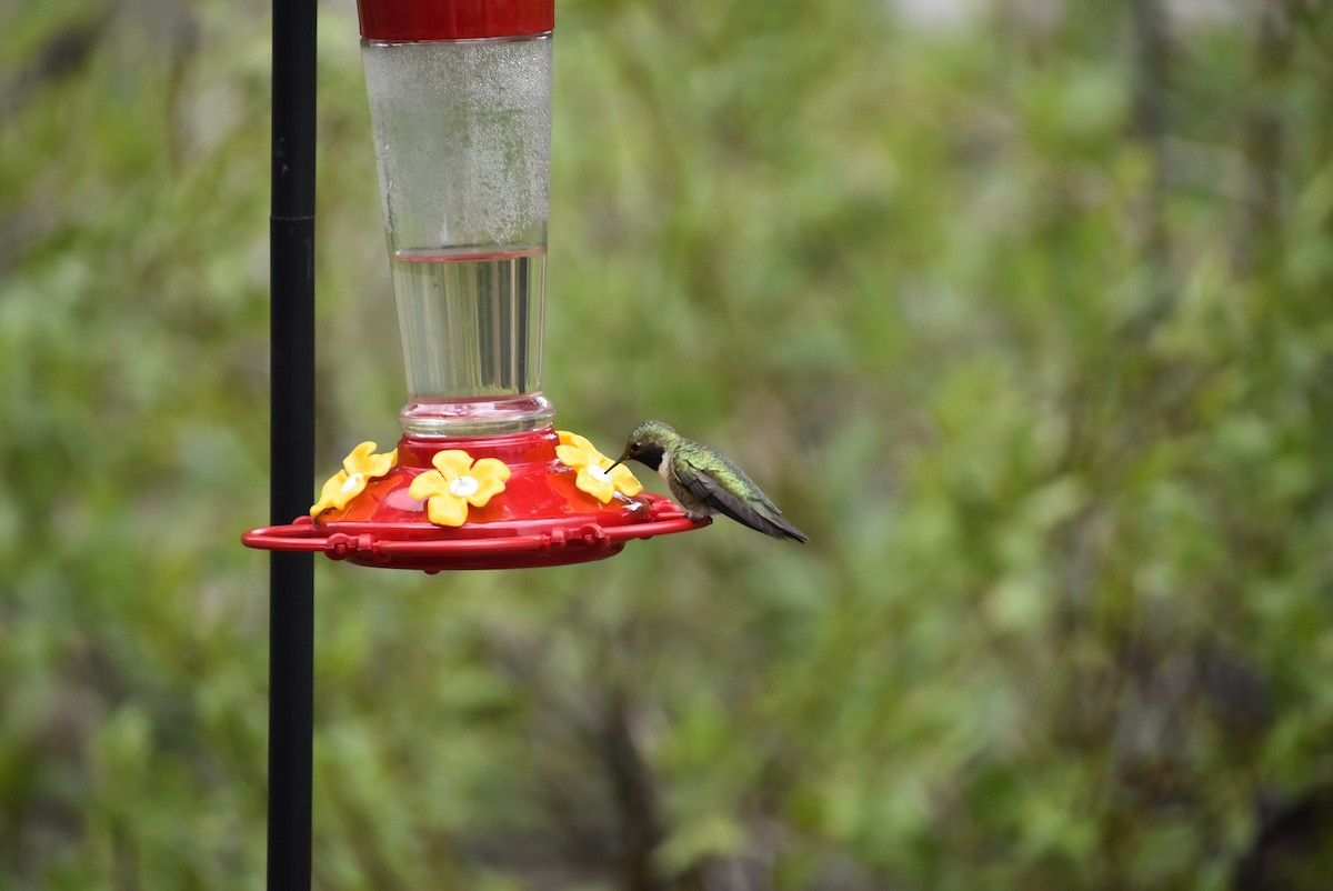 Broad-tailed Hummingbird - ML621225695