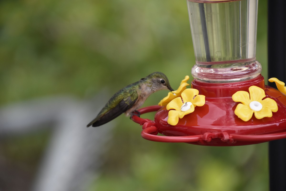 Broad-tailed Hummingbird - ML621225697