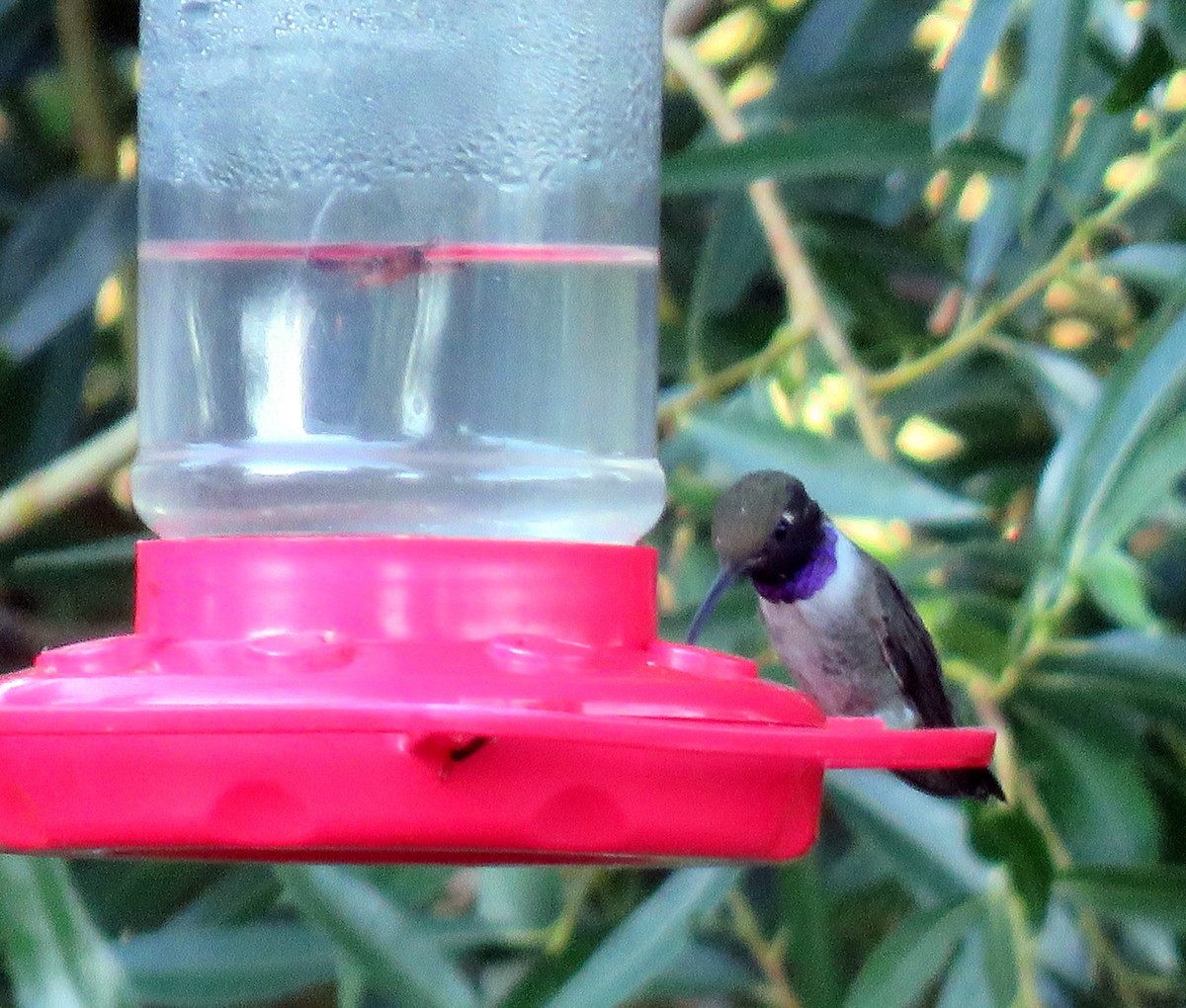 Black-chinned Hummingbird - ML621225710