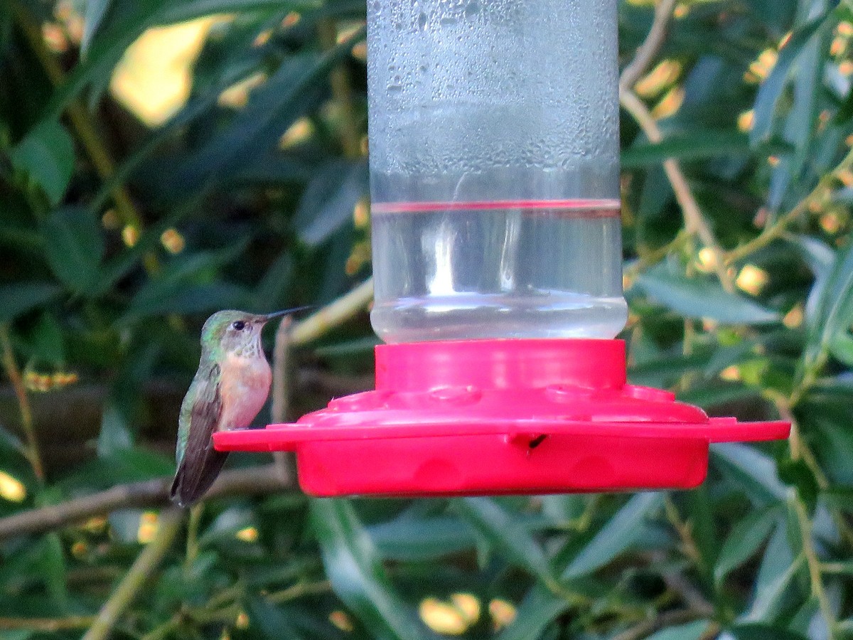 Black-chinned Hummingbird - ML621225711