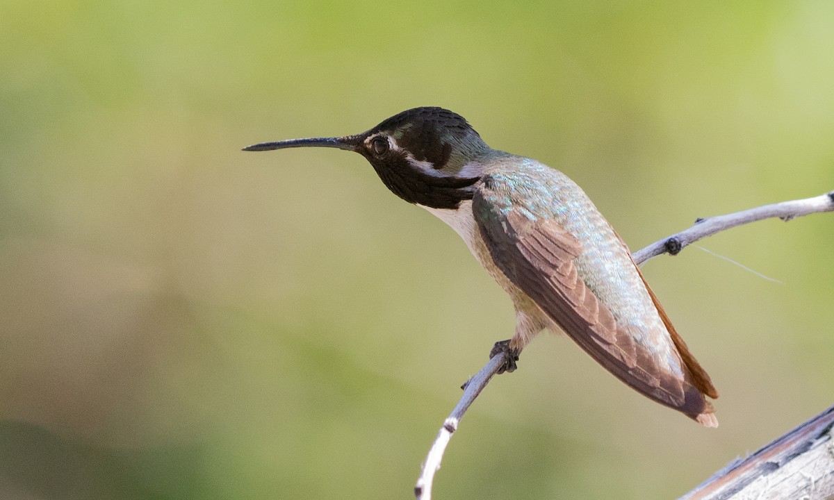 Costa's Hummingbird - ML621225828