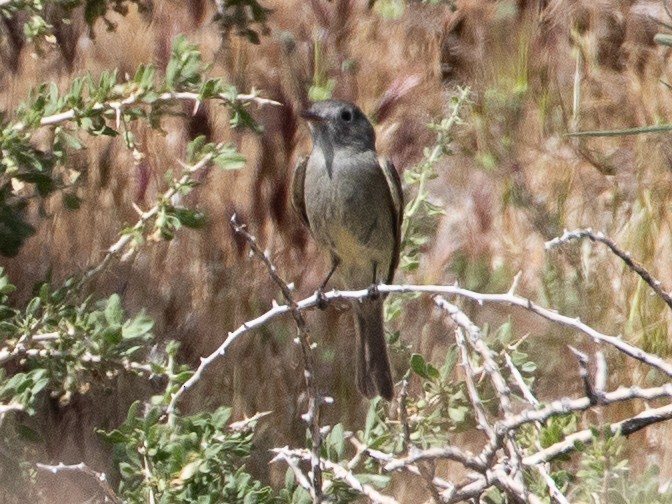 Gray Flycatcher - ML621225838