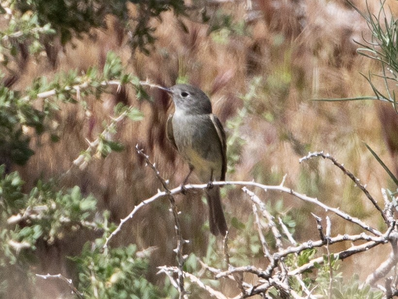 Gray Flycatcher - ML621225839