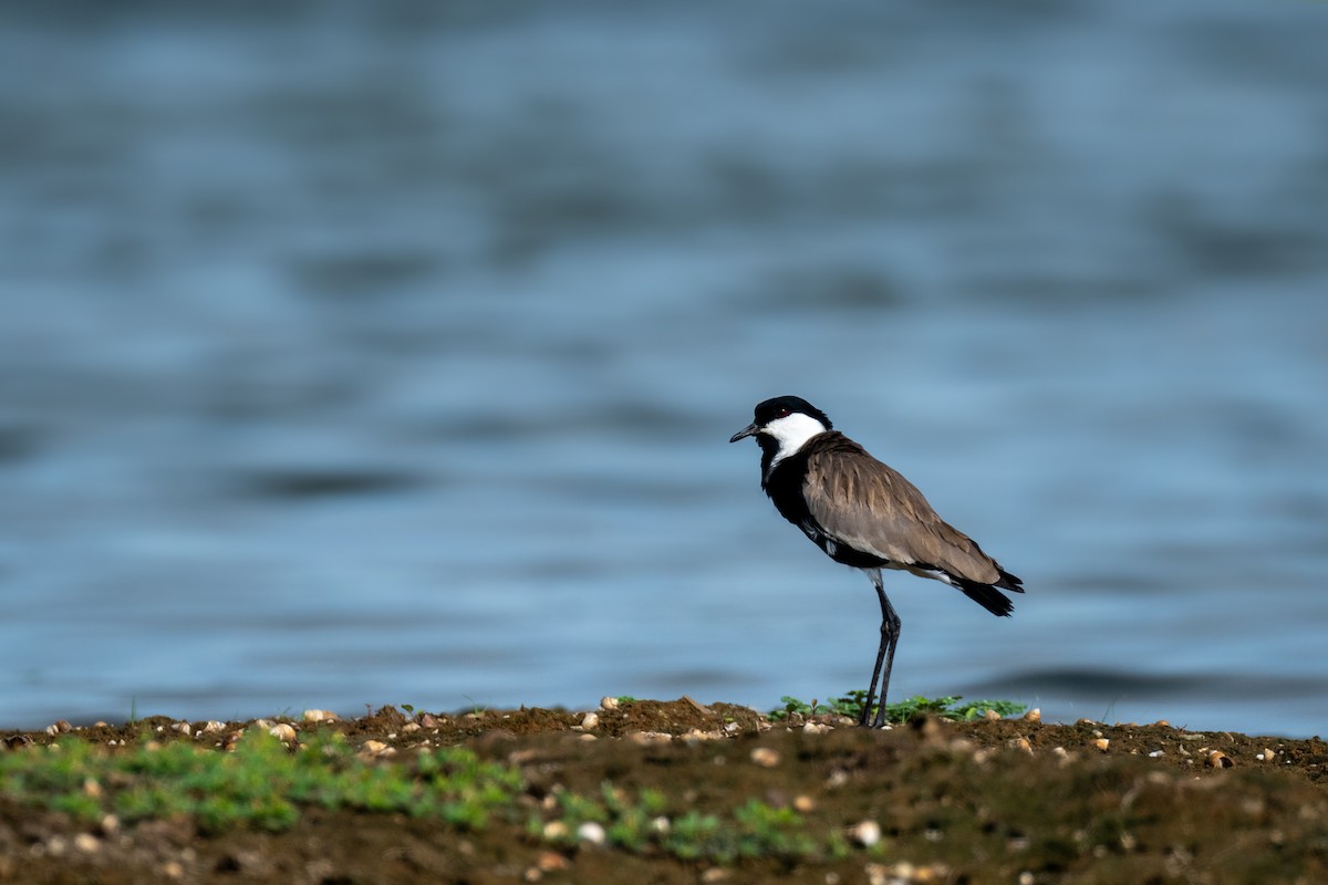 Spur-winged Lapwing - Pranav Pula