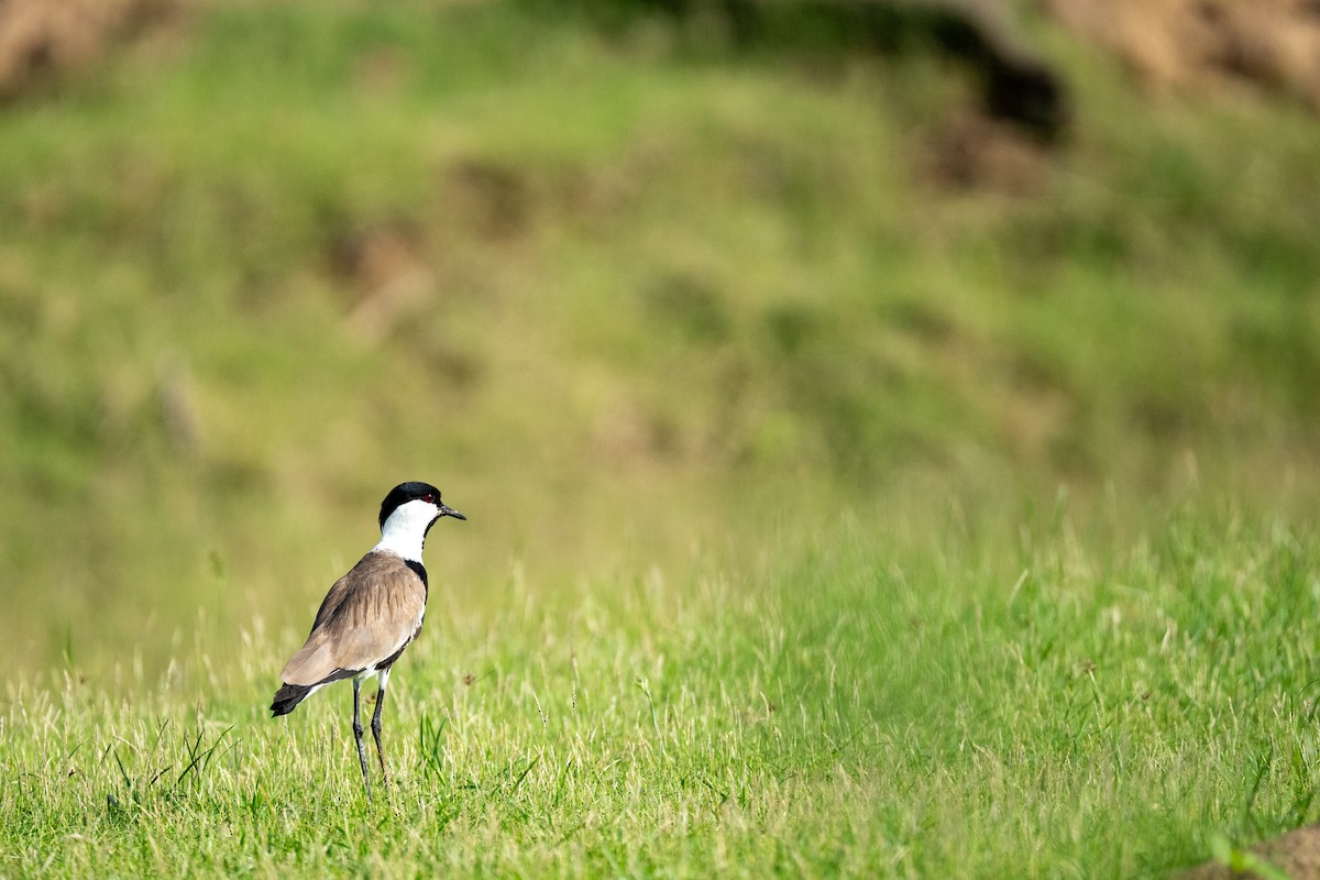 Spur-winged Lapwing - Pranav Pula