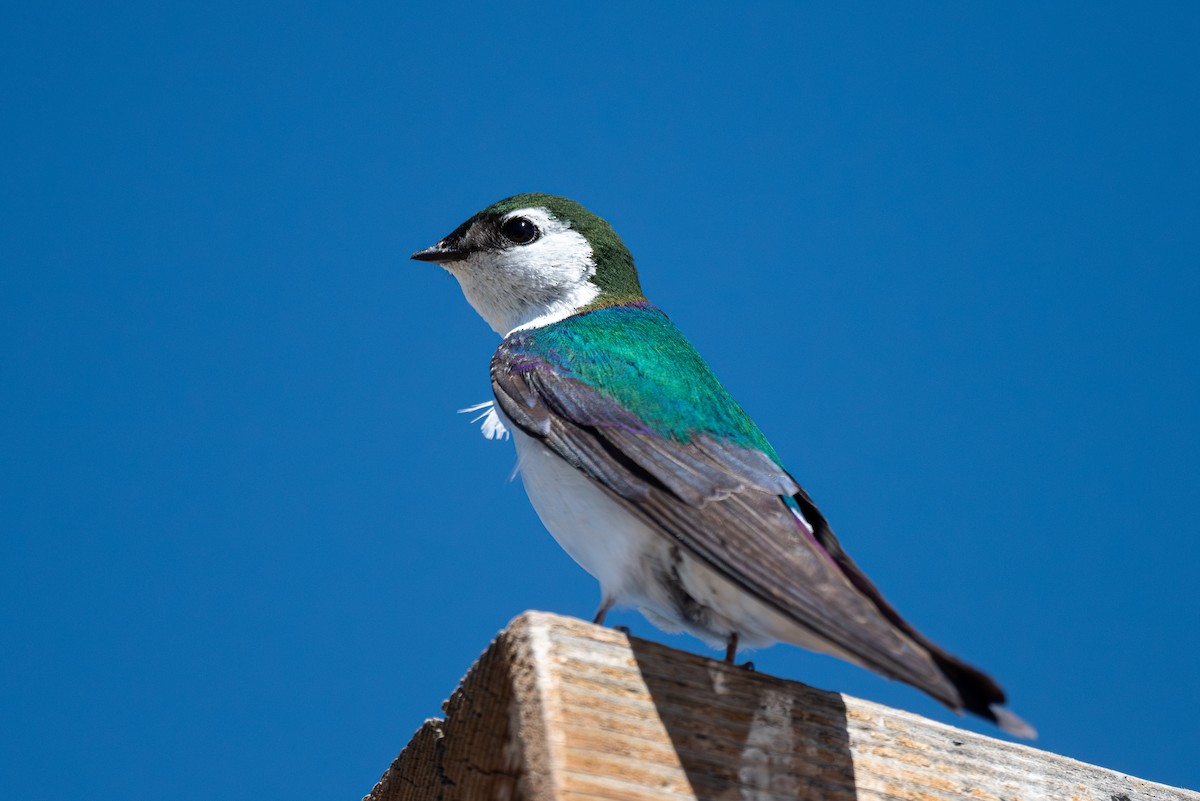 Violet-green Swallow - ML621225876