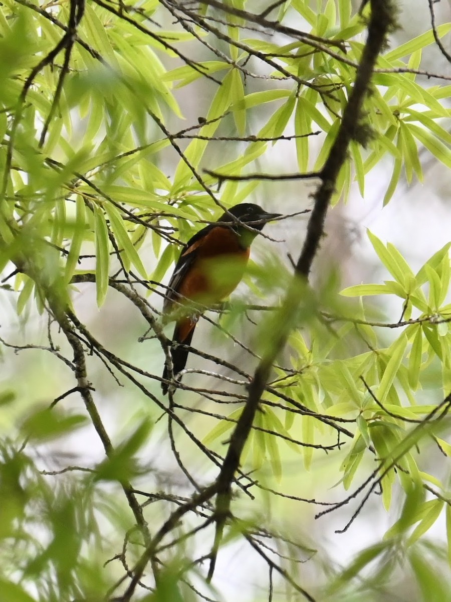 Orchard Oriole - ML621225877