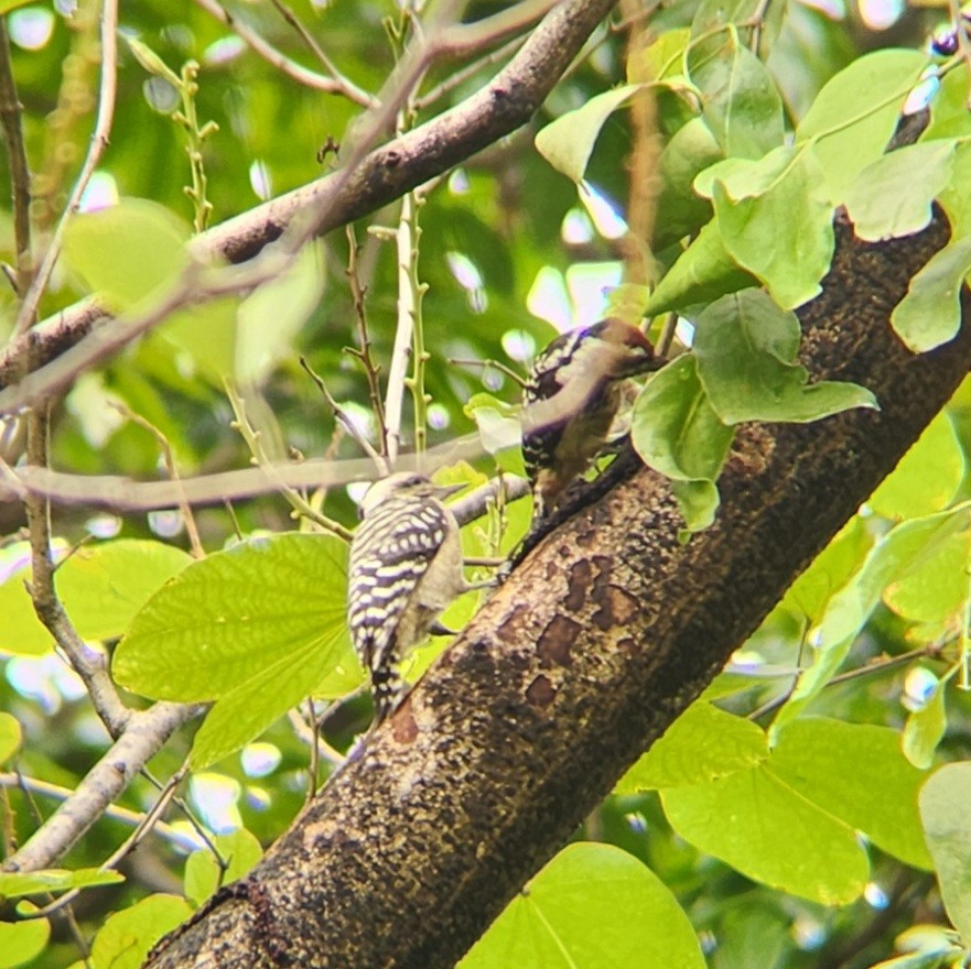 Freckle-breasted Woodpecker - ML621225914