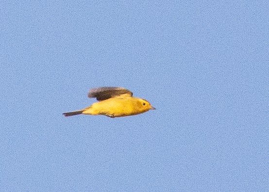 Wilson's Warbler - ML621225916