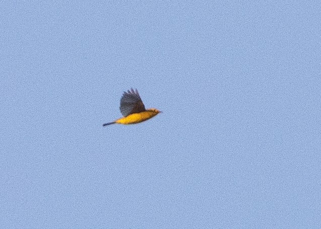 Wilson's Warbler - ML621225917