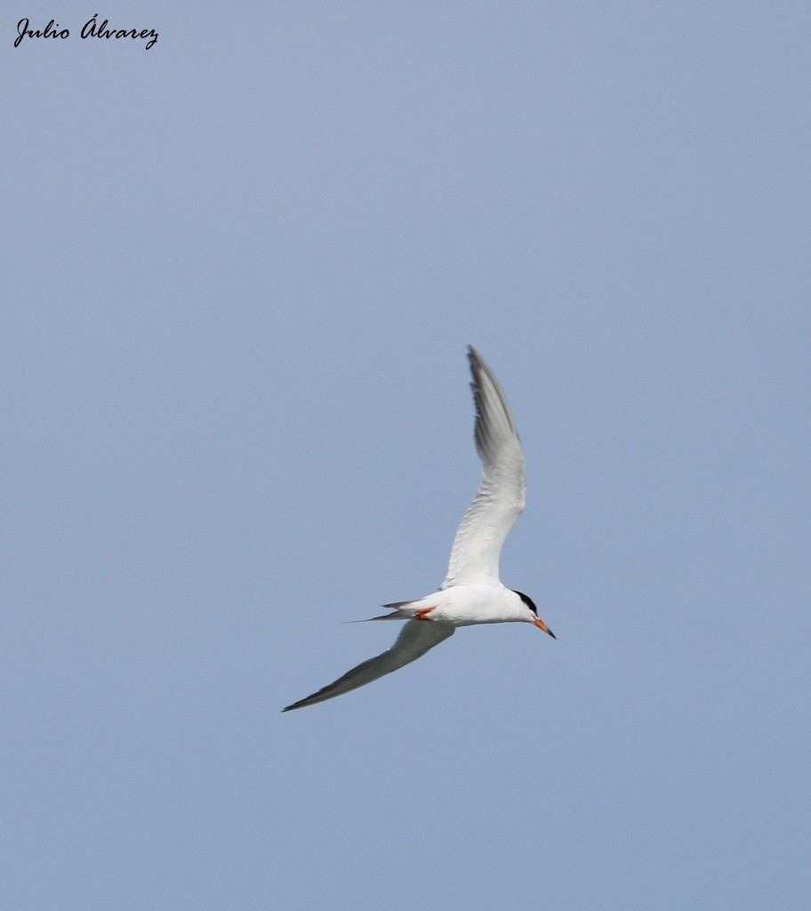 Forster's Tern - Julio Alejandro Alvarez Ruiz